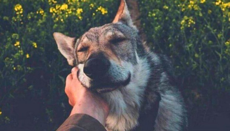 Quanto mais conheço as pessoas, mais amo meu cão Quanto mais conheço as pessoas, mais amo meu cão