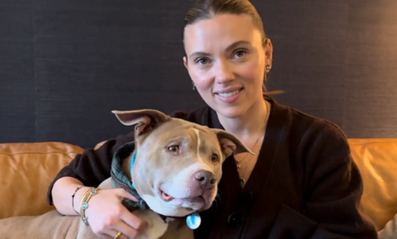 Scarlett Johansson tem um encontro às cegas com uma pit bull de 12 anos Scarlett Johansson tem um encontro às cegas com uma pit bull de 12 anos