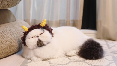 Conheça Zuu, um Gato com Uma Cara de Cansado que É Tão Relatável que Dói (20 Fotos)