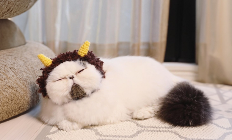 Conheça Zuu, um Gato com Uma Cara de Cansado que É Tão Relatável que Dói (20 Fotos) Conheça Zuu, um Gato com Uma Cara de Cansado que É Tão Relatável que Dói (20 Fotos)