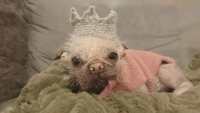 Conheça Peggy, a cadelinha coroada como a mais feia do Reino Unido, mas que nós achamos uma fofura