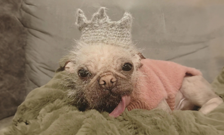 Conheça Peggy, a cadelinha coroada como a mais feia do Reino Unido, mas que nós achamos uma fofura Conheça Peggy, a cadelinha coroada como a mais feia do Reino Unido, mas que nós achamos uma fofura
