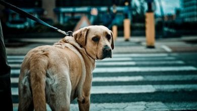 O último olhar de um cão leal que mais uma vez não teve sorte. Seu coração está partido, mas ele ainda espera que alguém o ame e nunca mais o abandone