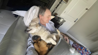 Mulher Surpreende o Pai Cochilando com Todos os Cachorros da Vizinhança