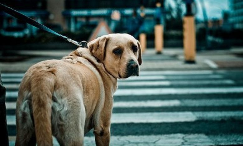 O último olhar de um cão leal que mais uma vez não teve sorte. Seu coração está partido, mas ele ainda espera que alguém o ame e nunca mais o abandone O último olhar de um cão leal que mais uma vez não teve sorte. Seu coração está partido, mas ele ainda espera que alguém o ame e nunca mais o abandone