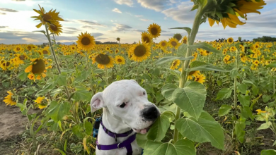 Cachorra surda vive sozinha em uma casa enorme