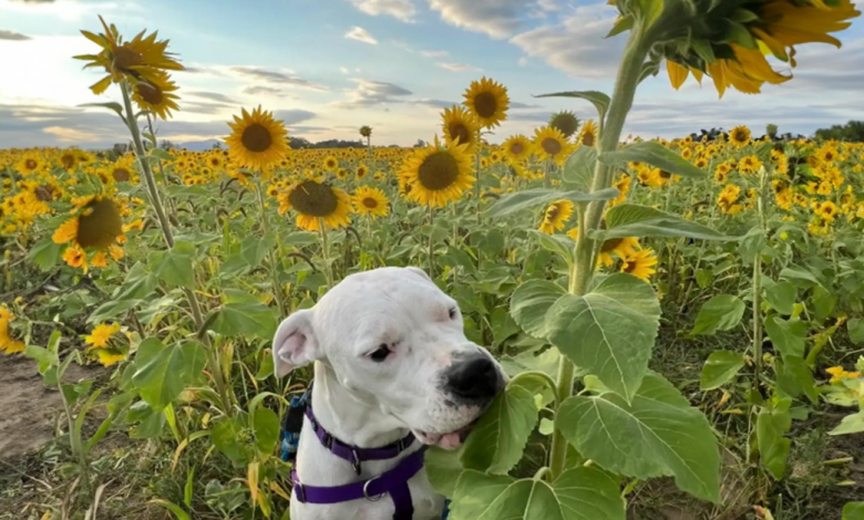 Cachorra surda vive sozinha em uma casa enorme Cachorra surda vive sozinha em uma casa enorme