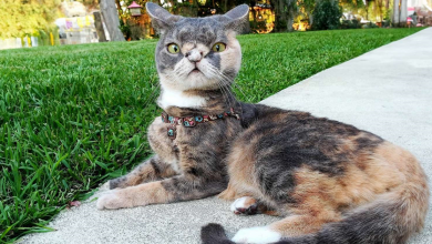 A História de um Gato Especial que Nos Lembra: O Amor Verdadeiro Não Tem Padrões de Beleza
