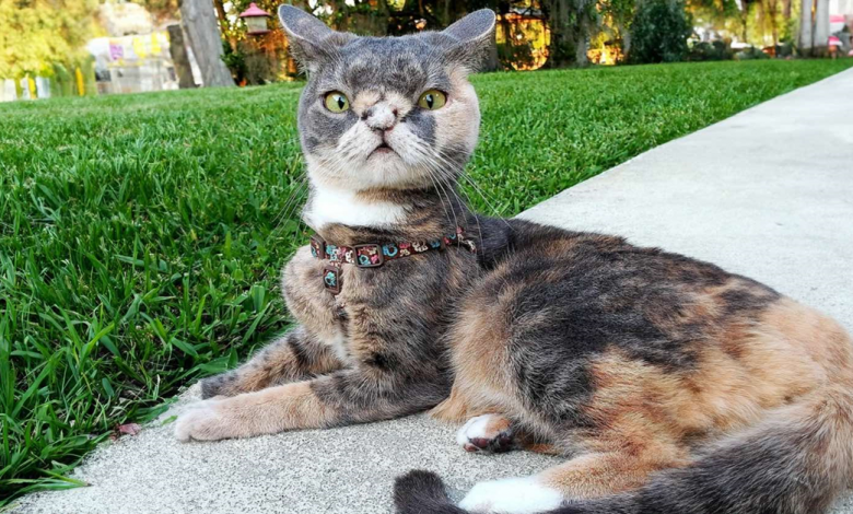 A História de um Gato Especial que Nos Lembra: O Amor Verdadeiro Não Tem Padrões de Beleza A História de um Gato Especial que Nos Lembra: O Amor Verdadeiro Não Tem Padrões de Beleza