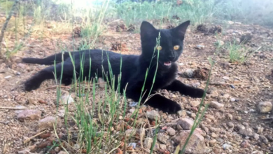 O gato não gostava muito do seu dono no começo, mas agora eles vão juntos em grandes aventuras