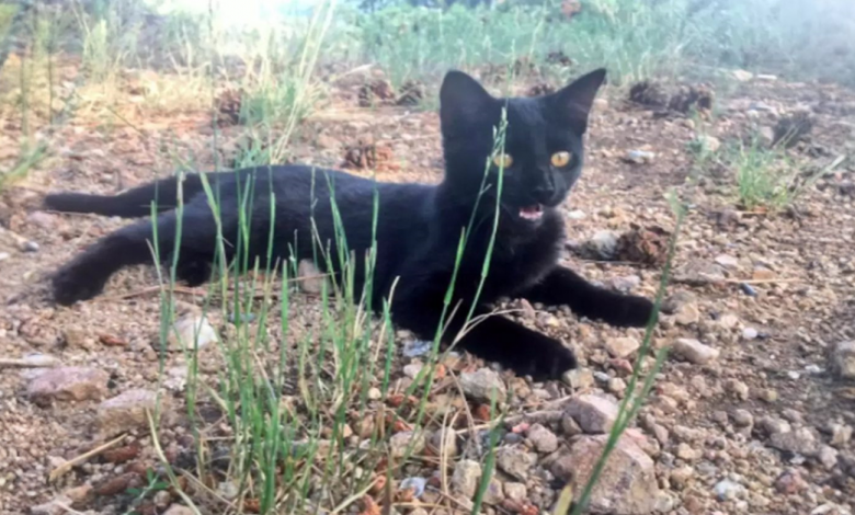 O gato não gostava muito do seu dono no começo, mas agora eles vão juntos em grandes aventuras O gato não gostava muito do seu dono no começo, mas agora eles vão juntos em grandes aventuras