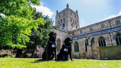 Estes Cães Foram Aceitos Temporariamente na Abadia de Tewkesbury, Mas Acabaram Permanecendo como Parte da Equipe