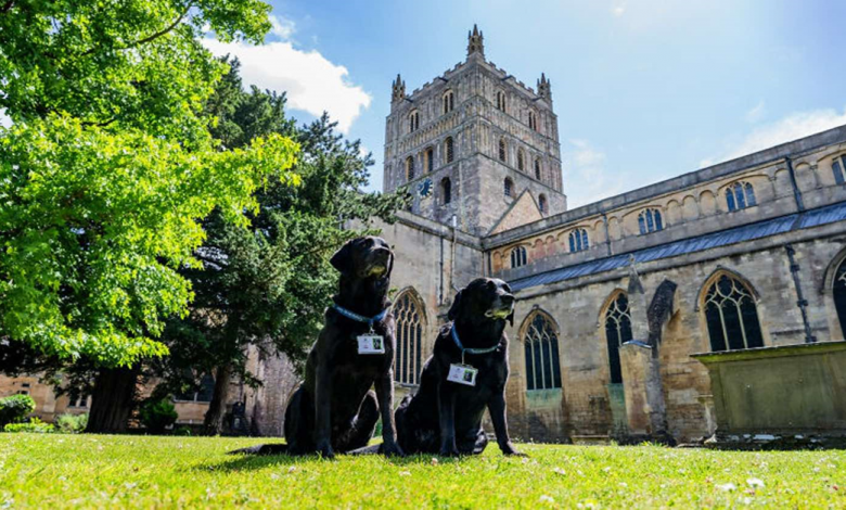 Estes Cães Foram Aceitos Temporariamente na Abadia de Tewkesbury, Mas Acabaram Permanecendo como Parte da Equipe Estes Cães Foram Aceitos Temporariamente na Abadia de Tewkesbury, Mas Acabaram Permanecendo como Parte da Equipe