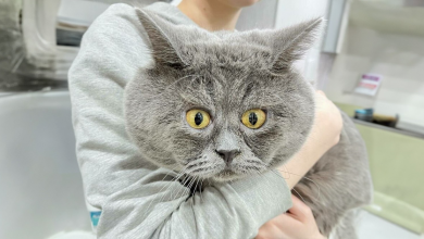 Um gato engraçadinho e de aparência peculiar continua conquistando corações online (Novas fotos)