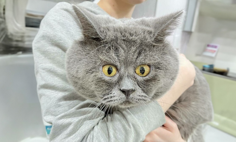 Um gato engraçadinho e de aparência peculiar continua conquistando corações online (Novas fotos) Um gato engraçadinho e de aparência peculiar continua conquistando corações online (Novas fotos)