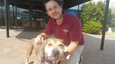 Homem compra avião para poder levar cães sem lar para a segurança