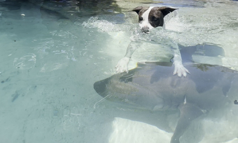 Cão Encontra um Melhor Amigo Improvável em um Tubarão-Enfermeiro Selvagem e Viraliza, Conquistando Todo o Mundo Online! Cão Encontra um Melhor Amigo Improvável em um Tubarão-Enfermeiro Selvagem e Viraliza, Conquistando Todo o Mundo Online!