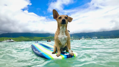 Levo Meu Cachorro para Surfar Sempre que Ele Pede — O Que é Quase Todos os Dias