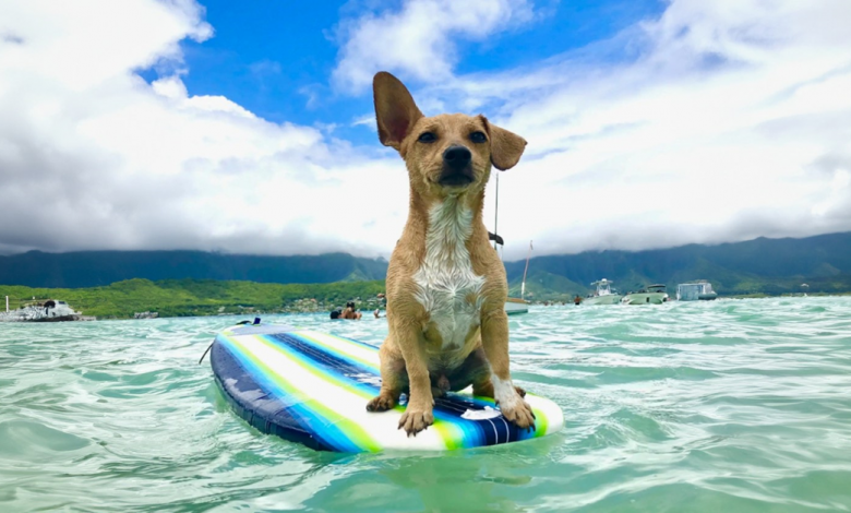 Levo Meu Cachorro para Surfar Sempre que Ele Pede — O Que é Quase Todos os Dias Levo Meu Cachorro para Surfar Sempre que Ele Pede — O Que é Quase Todos os Dias