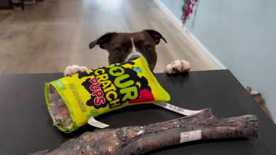 Cachorros incompreendidos podem finalmente fazer compras em paz nesta loja de animais