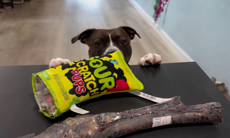 Cachorros incompreendidos podem finalmente fazer compras em paz nesta loja de animais Cachorros incompreendidos podem finalmente fazer compras em paz nesta loja de animais