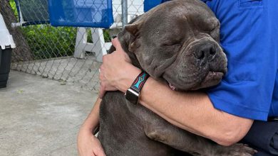 Um adorável pitbull não consegue parar de abraçar a mulher que lhe deu um lar temporário