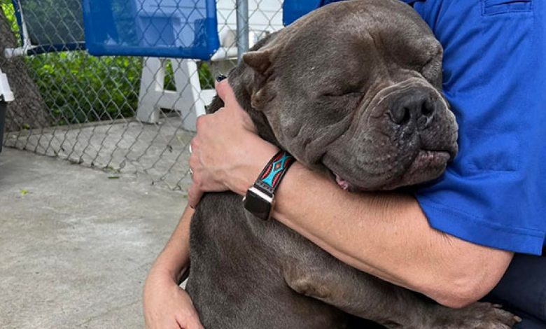 Um adorável pitbull não consegue parar de abraçar a mulher que lhe deu um lar temporário Um adorável pitbull não consegue parar de abraçar a mulher que lhe deu um lar temporário