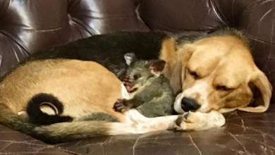 Uma Mamãe Beagle Adotou um Filhote de Gambá e Provou Que o Amor Prevalece em Todas as Espécies