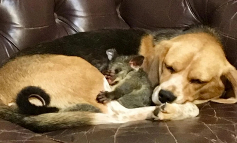 Uma Mamãe Beagle Adotou um Filhote de Gambá e Provou Que o Amor Prevalece em Todas as Espécies Uma Mamãe Beagle Adotou um Filhote de Gambá e Provou Que o Amor Prevalece em Todas as Espécies