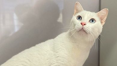 Ela parecia exausta, mas aliviada por ter sido resgatada. Depois de ser levada ao veterinário para receber tratamento e ser limpa, seus olhos voltaram a brilhar.