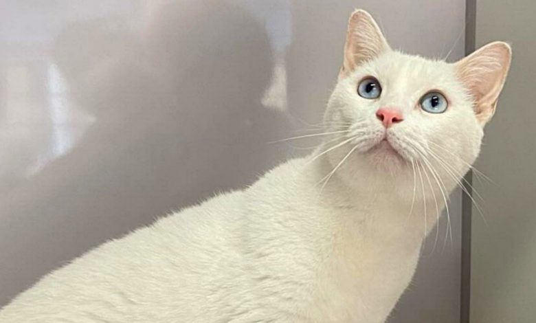 Ela parecia exausta, mas aliviada por ter sido resgatada. Depois de ser levada ao veterinário para receber tratamento e ser limpa, seus olhos voltaram a brilhar. Ela parecia exausta, mas aliviada por ter sido resgatada. Depois de ser levada ao veterinário para receber tratamento e ser limpa, seus olhos voltaram a brilhar.