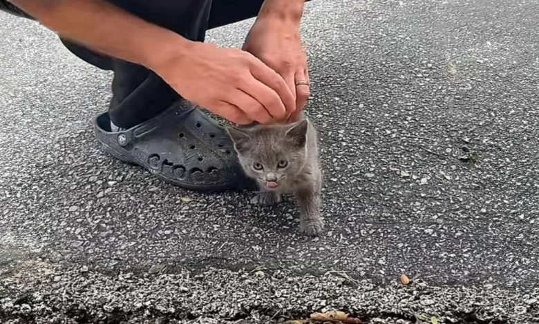 Gatinho se aproxima de um homem no jardim da sua casa, esfregando-se em suas pernas e depois sobe em seu ombro, pronto para ficar Gatinho se aproxima de um homem no jardim da sua casa, esfregando-se em suas pernas e depois sobe em seu ombro, pronto para ficar