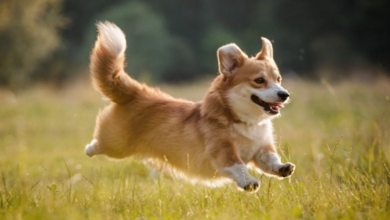 Maxine, a Corgi, consegue um emprego