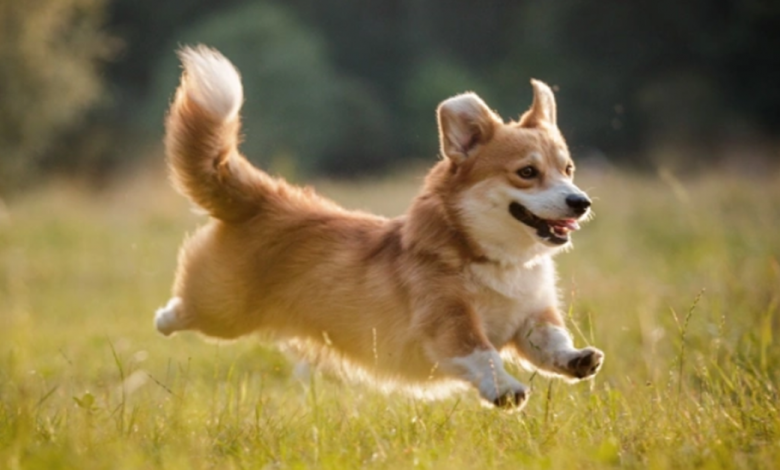 Maxine, a Corgi, consegue um emprego Maxine, a Corgi, consegue um emprego