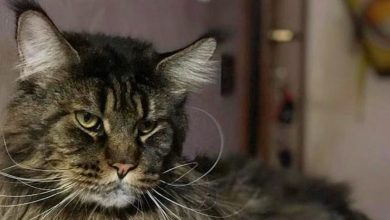 Os donos deste gato são acusados de usar Photoshop. Veja como é o gato mais comprido do mundo