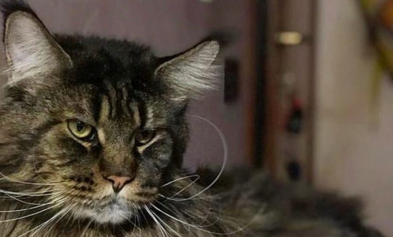 Os donos deste gato são acusados de usar Photoshop. Veja como é o gato mais comprido do mundo Os donos deste gato são acusados de usar Photoshop. Veja como é o gato mais comprido do mundo