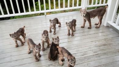 Mamãe lince traz seus 7 filhotes para revisitar o deck de um homem em um dia de neve…