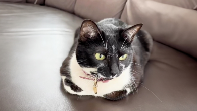 Loja de animais resgata gata de rua e dá a ela a melhor vida no shopping