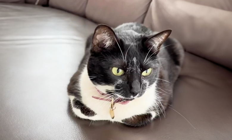 Loja de animais resgata gata de rua e dá a ela a melhor vida no shopping Loja de animais resgata gata de rua e dá a ela a melhor vida no shopping