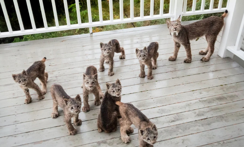 Mamãe lince traz seus 7 filhotes para revisitar o deck de um homem em um dia de neve… Mamãe lince traz seus 7 filhotes para revisitar o deck de um homem em um dia de neve…