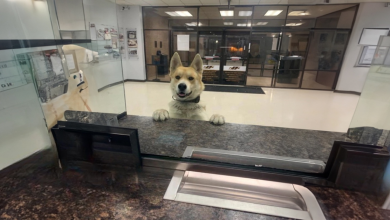 Um Cachorro Perdido Vai a uma Delegacia Local para Dizer Que Está Desaparecido