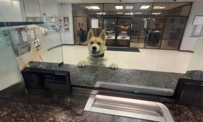 Um Cachorro Perdido Vai a uma Delegacia Local para Dizer Que Está Desaparecido Um Cachorro Perdido Vai a uma Delegacia Local para Dizer Que Está Desaparecido