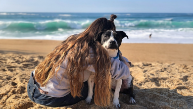 A Amizade Entre Dois Pit Bulls e um Beija-Flor Selvagem Derrete Corações na Internet