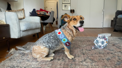 Orgulhoso Cão Resgatado Ganha Mais Uma Insígnia de Mérito por Suas Boas Ações
