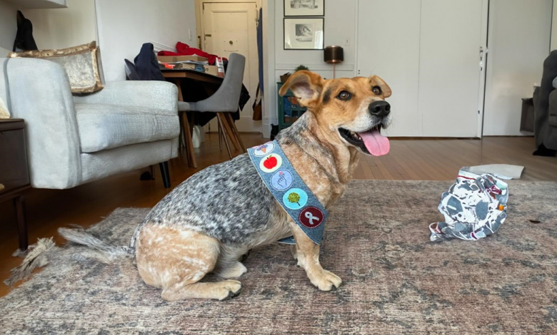 Orgulhoso Cão Resgatado Ganha Mais Uma Insígnia de Mérito por Suas Boas Ações Orgulhoso Cão Resgatado Ganha Mais Uma Insígnia de Mérito por Suas Boas Ações
