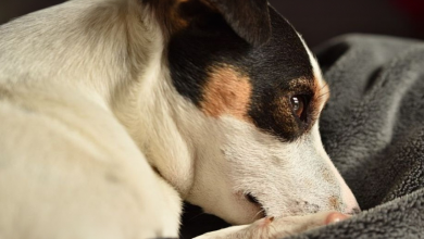 Educada Jack Russell resgatada de um poço: Uma história notável!
