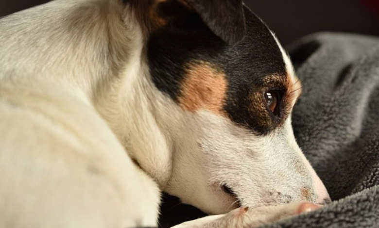 Educada Jack Russell resgatada de um poço: Uma história notável! Educada Jack Russell resgatada de um poço: Uma história notável!