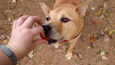 Fotos adoráveis mostra um cão idoso se transformando em filhote graças à sua nova dona