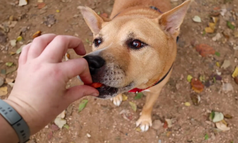 Fotos adoráveis mostra um cão idoso se transformando em filhote graças à sua nova dona Fotos adoráveis mostra um cão idoso se transformando em filhote graças à sua nova dona