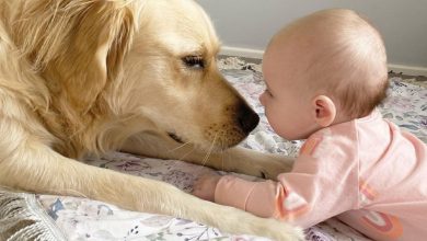 Um grande cão cuida de um bebê desde o nascimento: 15 fotos adoráveis que emocionam